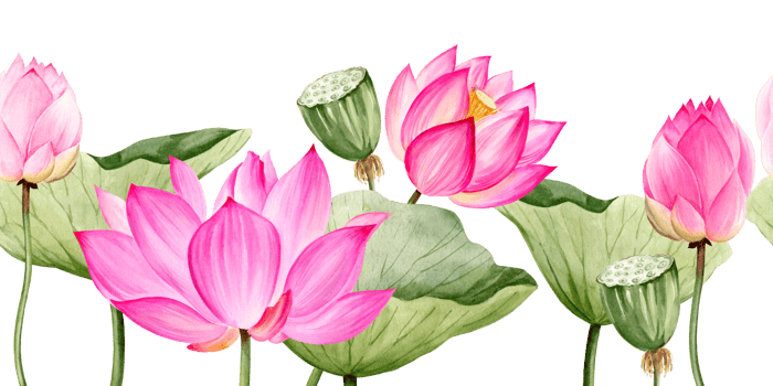 watercolor seamless border with pink lotus flower and leaves, hand drawn illustration of spa and yoga theme, sketch of purple water lily with buds in water, Asian tropical flower png