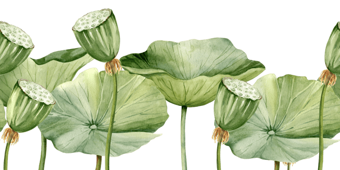 Green lotus leaves and lotus seed head, seamless border with watercolor illustration. Asian tropical water lily plant with green and brown seed capsule, for spa and yoga salon, blogs png