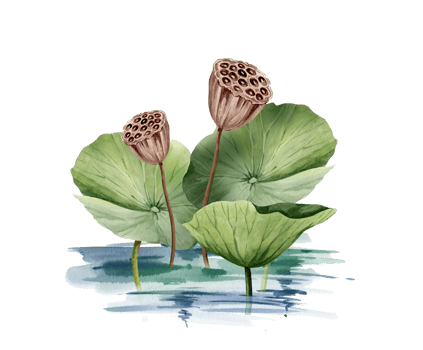 Green lotus leaves and lotus seed head growing in water, watercolor illustration. Asian tropical water lily plant with brown seed capsule, for spa and yoga salon, blogs png