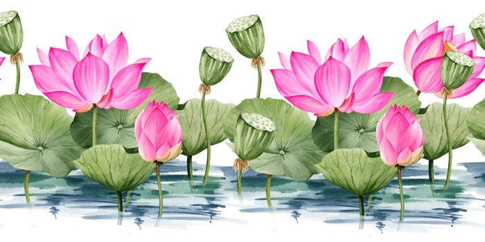 watercolor seamless border with pink lotus flower and leaves, hand drawn illustration of spa and yoga theme, sketch of purple water lily with buds in water, Asian tropical flower png