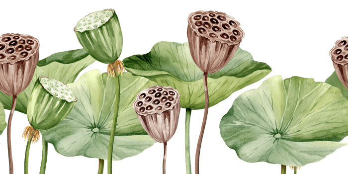 Green lotus leaves and lotus seed head, seamless border with watercolor illustration. Asian tropical water lily plant with green and brown seed capsule, for spa and yoga salon, blogs png