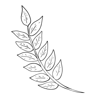 illustration of green leaves png