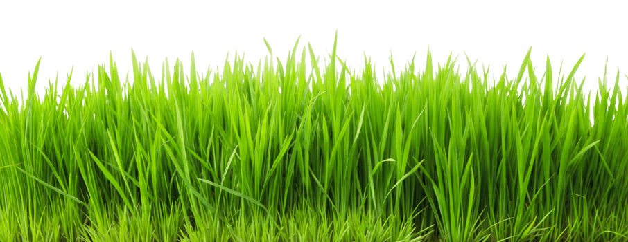 Lush green grass landscape png