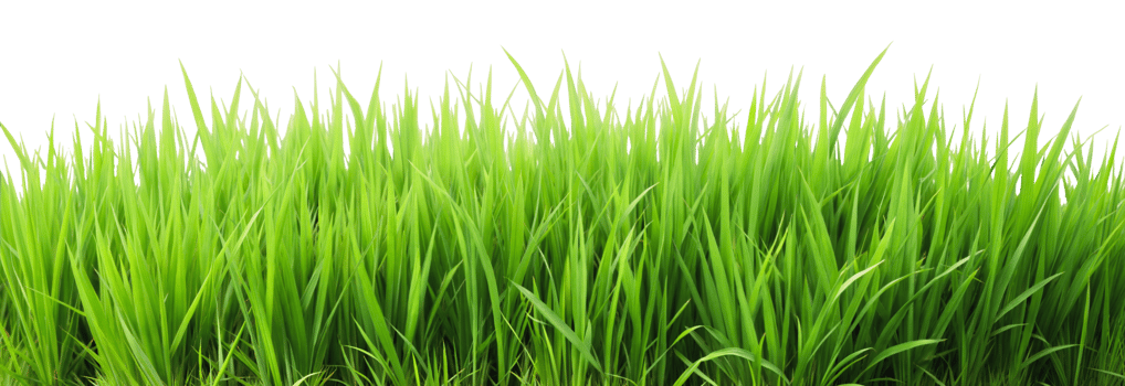 Lush green grass landscape png