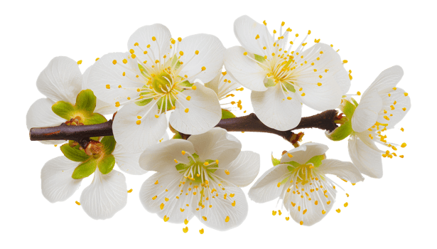 White blossom branch with yellow stamens, cut out - stock png. png
