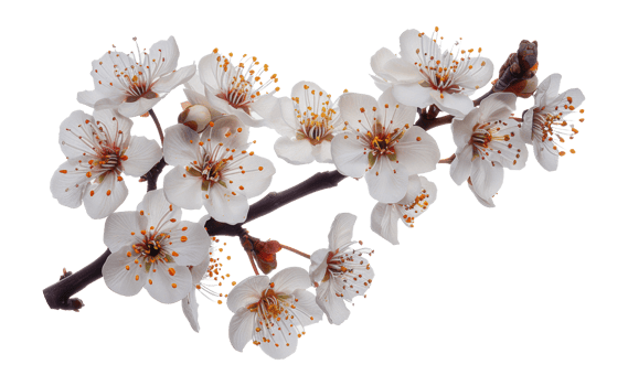 Branch of white plum blossoms in full bloom, cut out - stock png. png