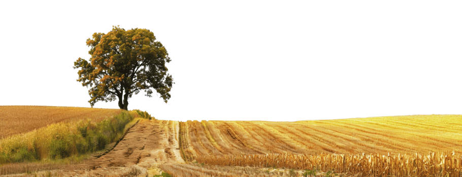 Lone tree in a harvested cornfield on a sunny day, cut out - stock png. png