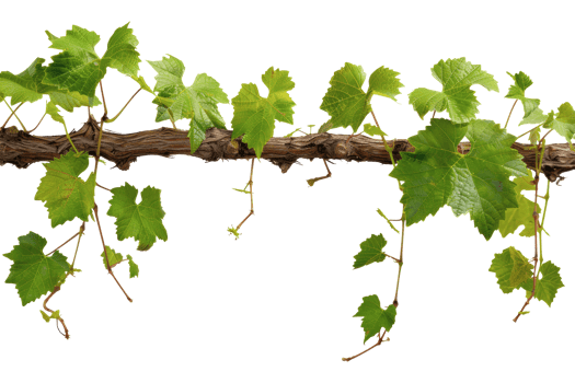Grapevine branch with green leaves, cut out - stock png. png