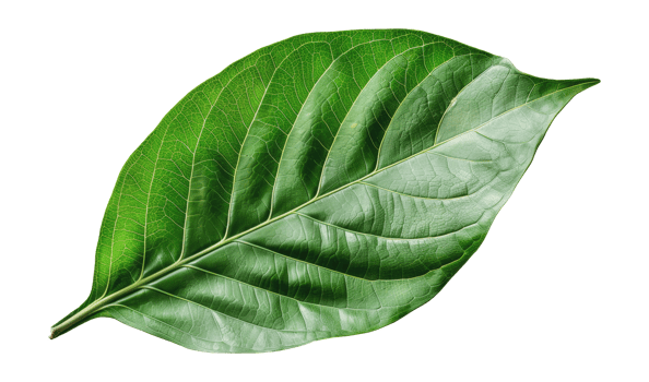 Single green leaf, cut out - stock png. png