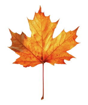 Single orange maple leaf against white background in autumn, cut out - stock png. png