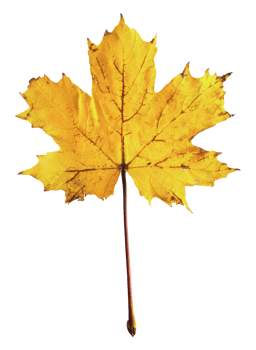 Single yellow maple leaf, cut out - stock png. png