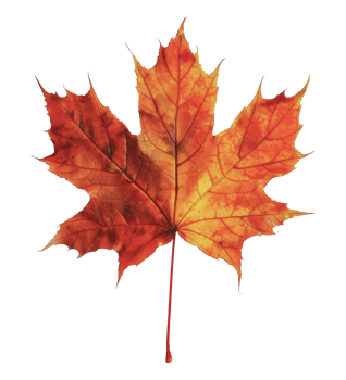 Single red and yellow maple leaf, cut out - stock png. png