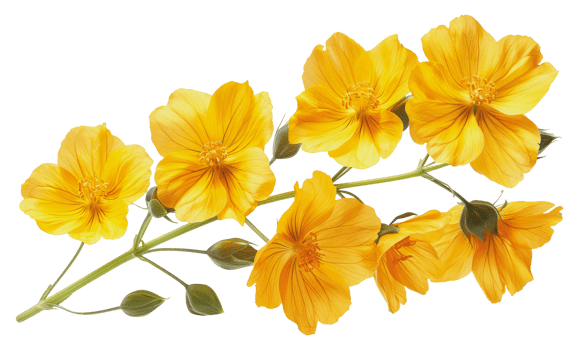 Close-up image of yellow wildflowers with green stem and buds, cut out - stock png. png