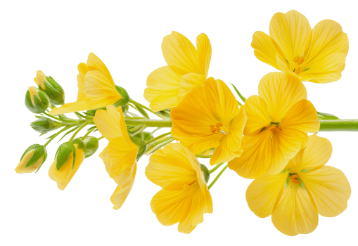 Close-up of yellow rapeseed flowers in bloom, cut out - stock png. png