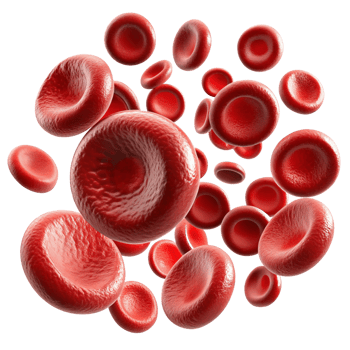 Realistic Blood Cells 3d Art png