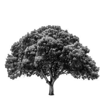 black and white tree png