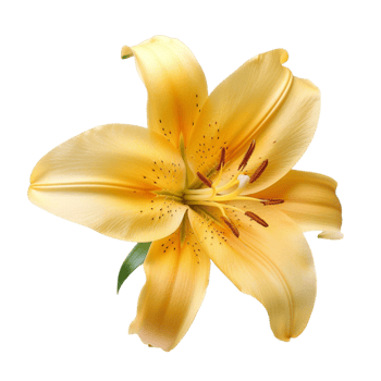 yellow lily flower flower png