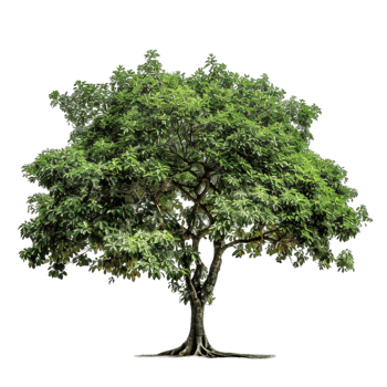 a tree with green leavess png