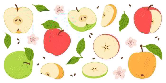 Apple fruit set. Whole, half, slice of red green and yellow apple fruit with green leaves and flowers collection. Hand drawn flat style isolated illustration vector