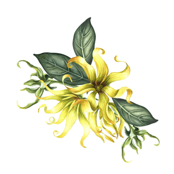 Kananga is fragrant. Ylang-ylang flowers. A bouquet of exotic fragrant yellow flowers with leaves. A hand-drawn watercolor illustration. A design element on an isolated background. png