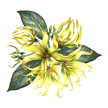 Kananga is fragrant. Ylang-ylang flowers. A bouquet of exotic fragrant yellow flowers with leaves. A hand-drawn watercolor illustration. A design element on an isolated background. png