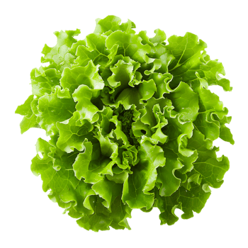 Lettuce head isolated on a transparent background png