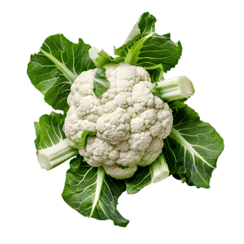 Cauliflower head isolated on a transparent background png