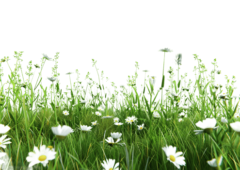3D render of a vibrant flower field with diverse types of wildflowers Isolated on a transparent background png