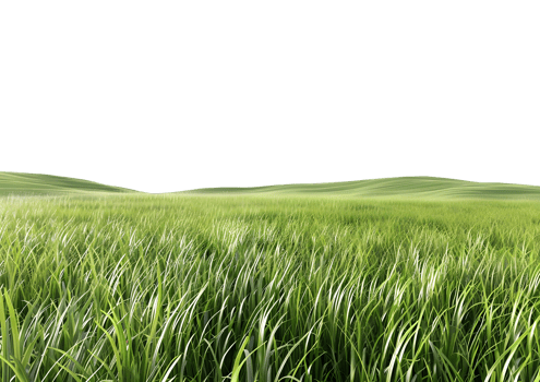 Realistic Grass Patch for Lawn and Outdoor Design Projects isolated on transparent background. png