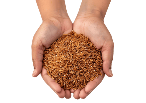 Hands holding a pile of spice blend Isolated on transparent background png