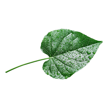 Close up of Leaves Showing Detailed Texture and Veins in Natural Light png
