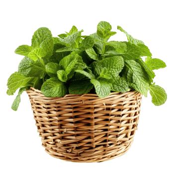 Mint leaves in a wicker basket transparent background png