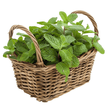 Mint leaves in a wicker basket transparent background png