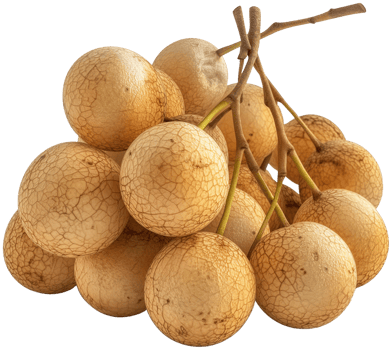 Dimocarpus longan illustration - Group of longan fruit isolated on a transparent background png
