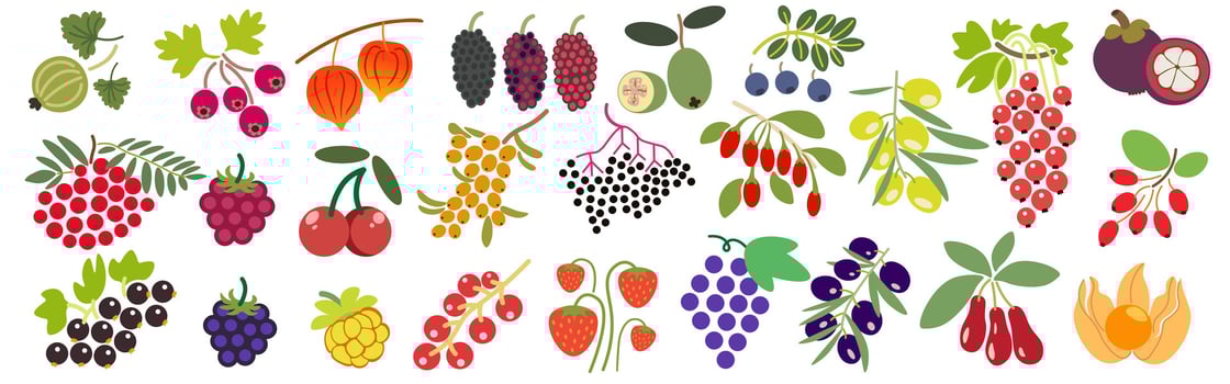 shape fruits set vector