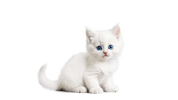 Adorable Kitten with Blue Eyes png