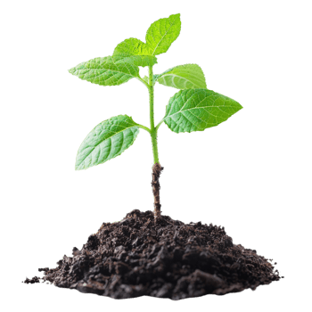 Green Sprout Emerging from Soil with Abstract Background. png