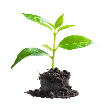 Small green plant growing in soil. png