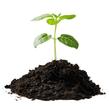Green seedling in soil on a transparent background png