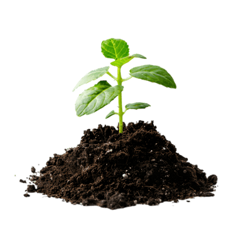 Young plant sprout in soil on a transparent background png