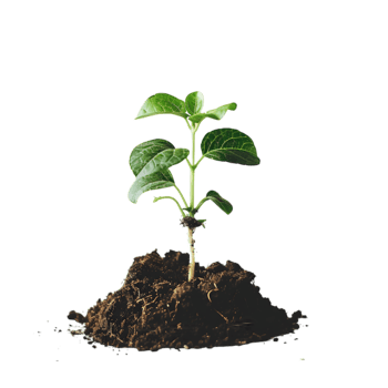 Young plant sprout in soil on a transparent background png