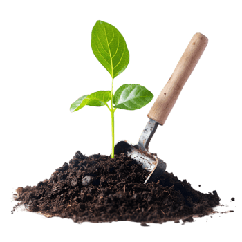 Young tree with gardening trowel on a transparent background png