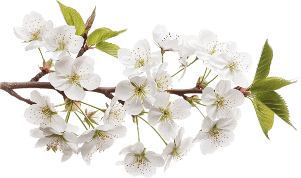 Branch of Blooming White Cherry Blossoms. png