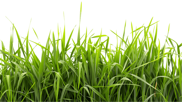 Green grass isolated on a transparent background png