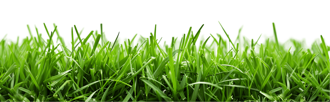 Green grass isolated on a transparent background png