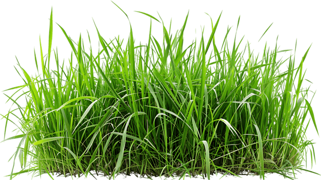 Green grass isolated on a transparent background png