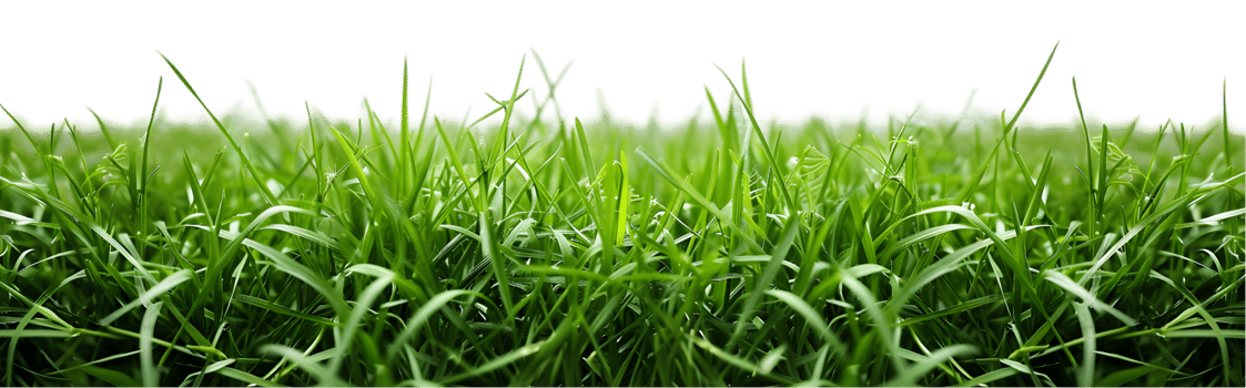 Green grass isolated on a transparent background png