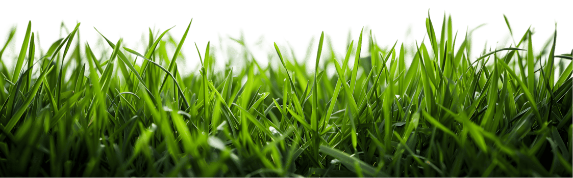 Green grass isolated on a transparent background png
