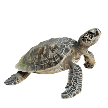 Sabio Tortuga, isolated on a transparent background png