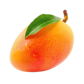 mango with leaf on transparent background png